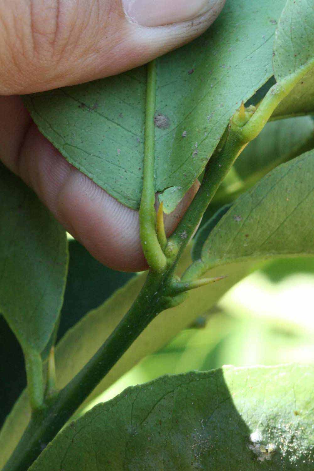              Petiole (Riverside, CA)       